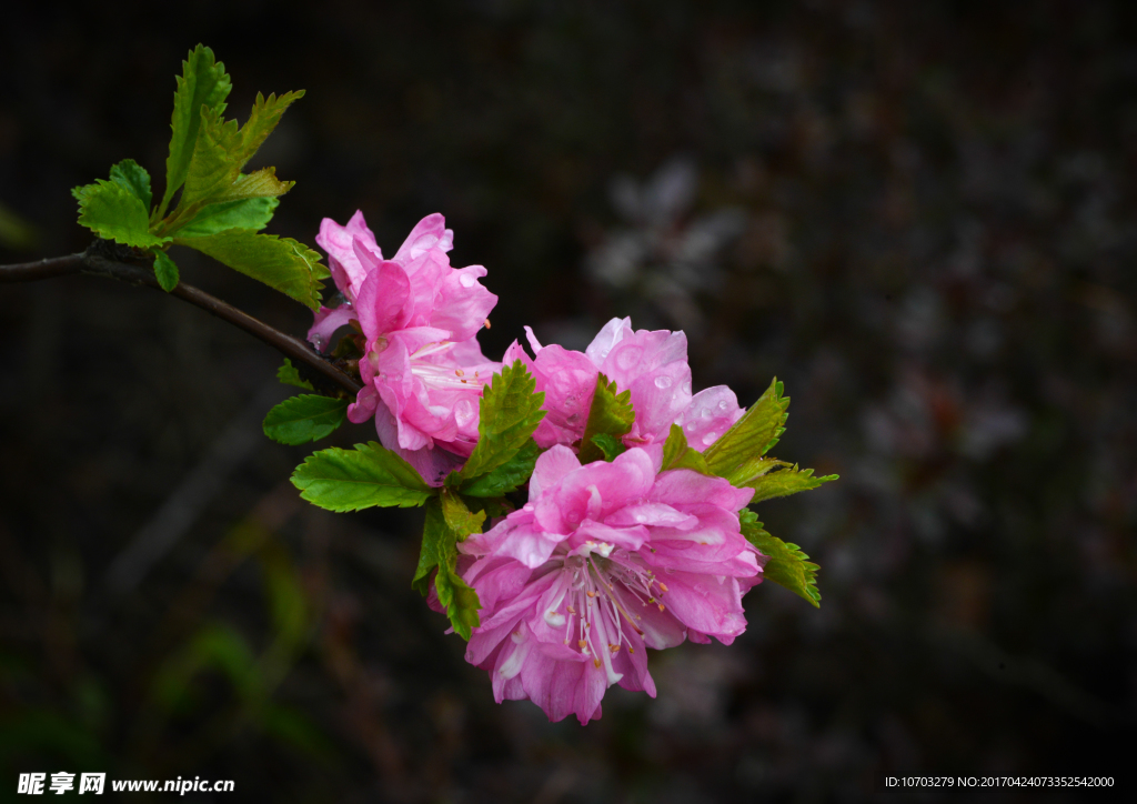 粉花