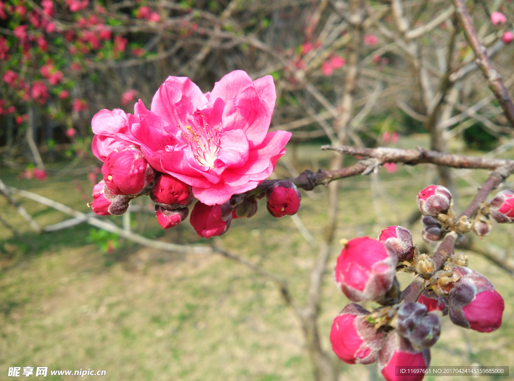 桃花