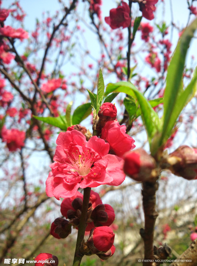 桃花