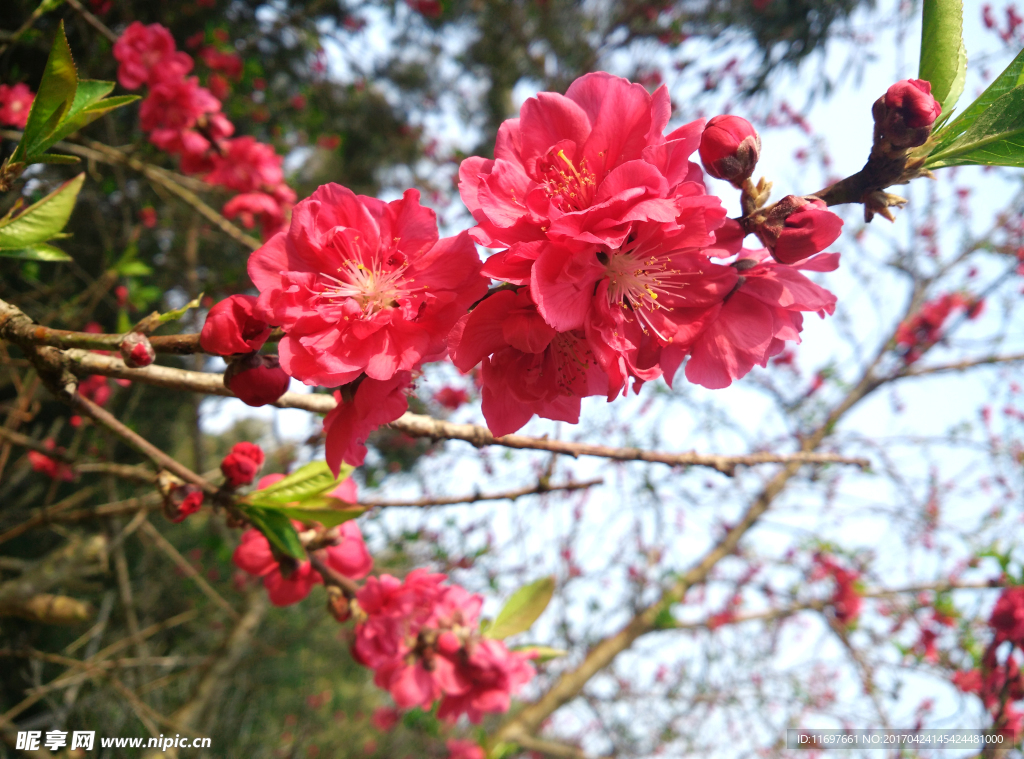 桃花