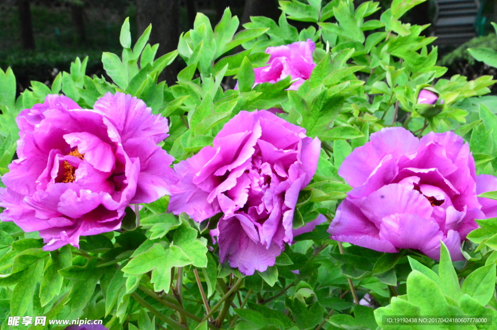 牡丹花