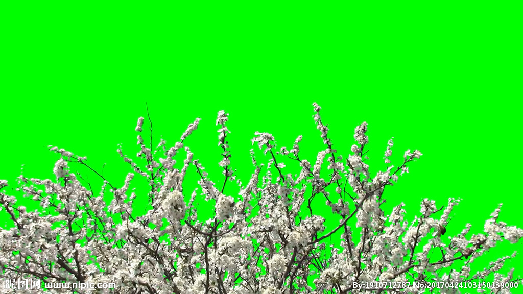樱花开放绿屏抠像视频素材