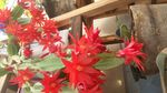 假昙花蟹爪兰