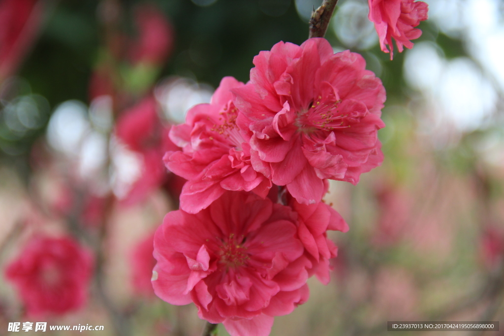 花开满枝