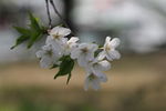 樱花树