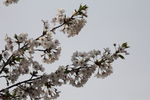 樱花树