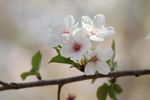 樱花节