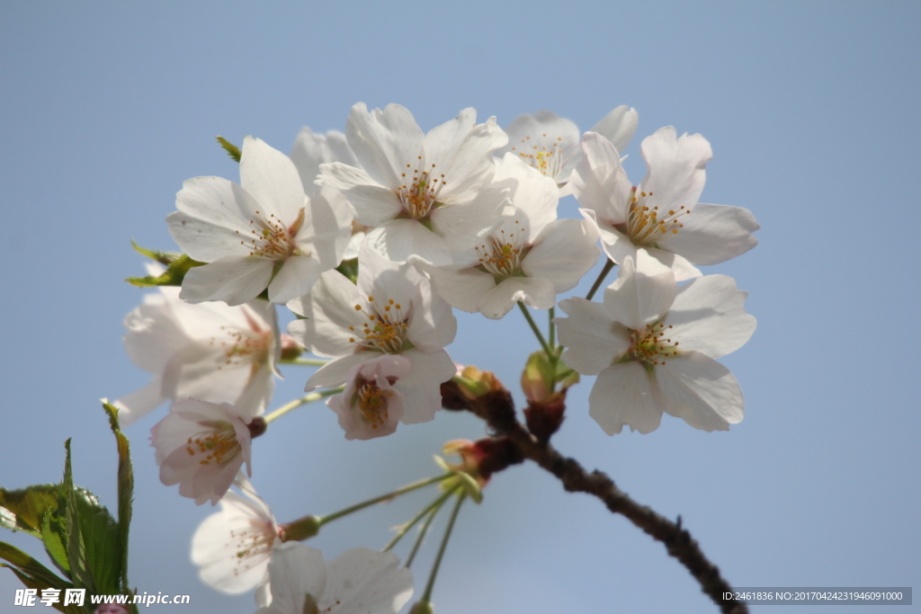 樱花节