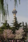 樱花树