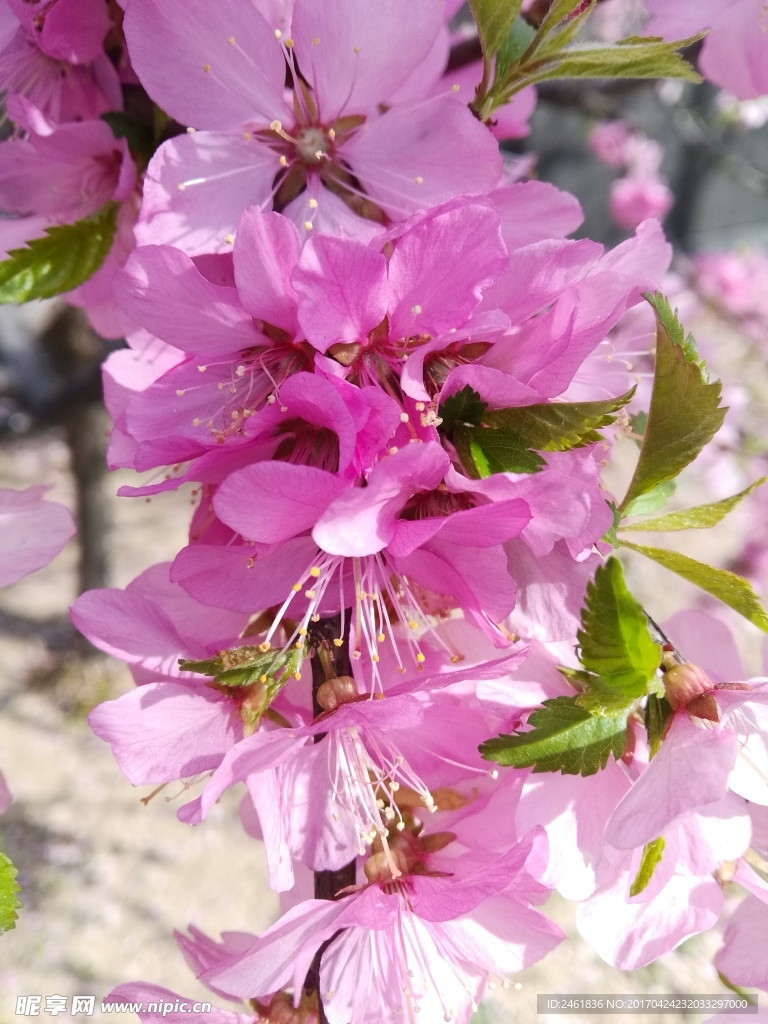 桃花