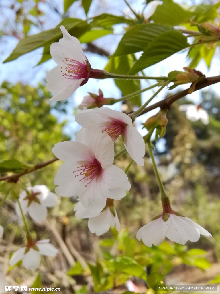 樱花