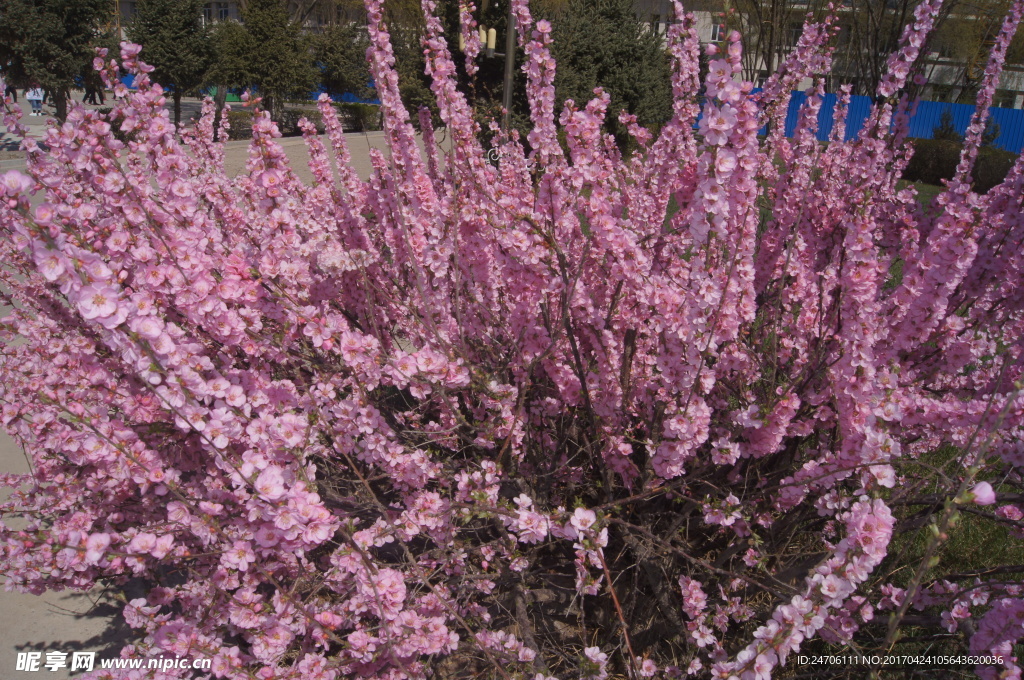 樱花