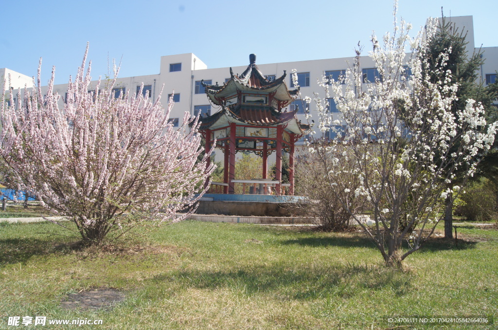 樱花