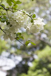 琼花
