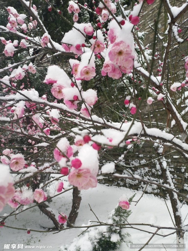 雪中梅花