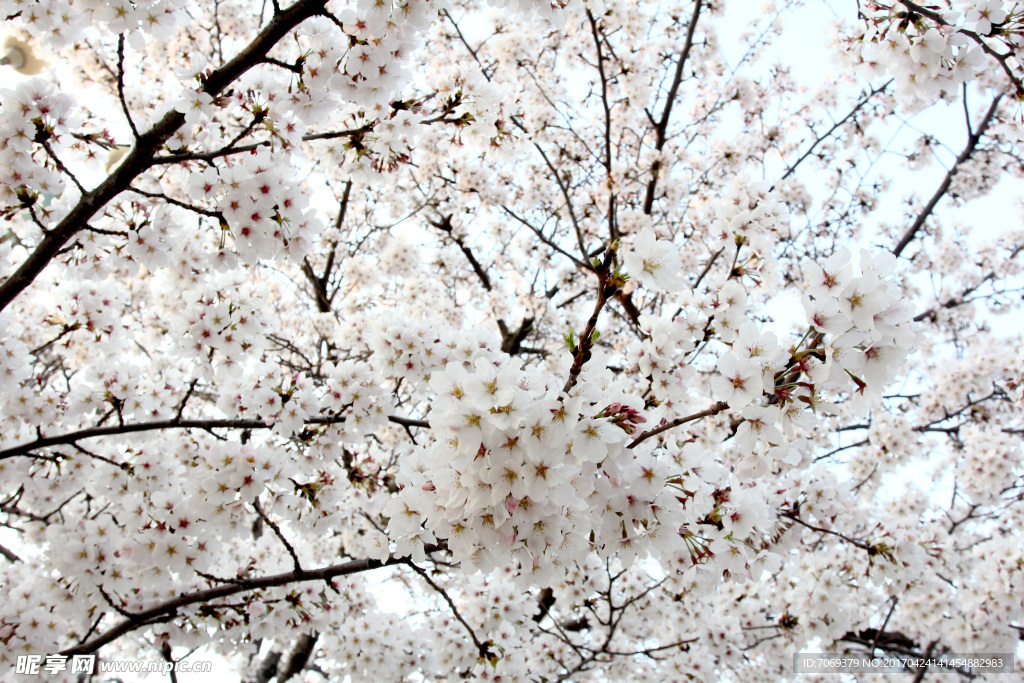 樱花