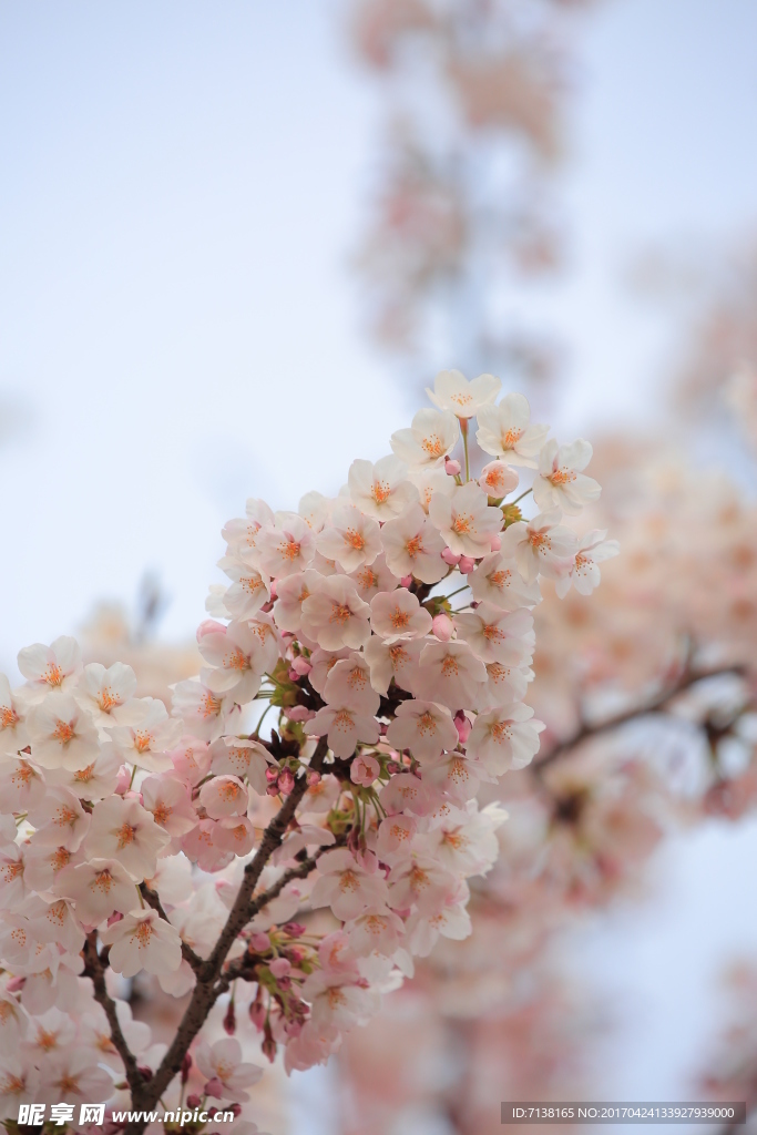 樱花