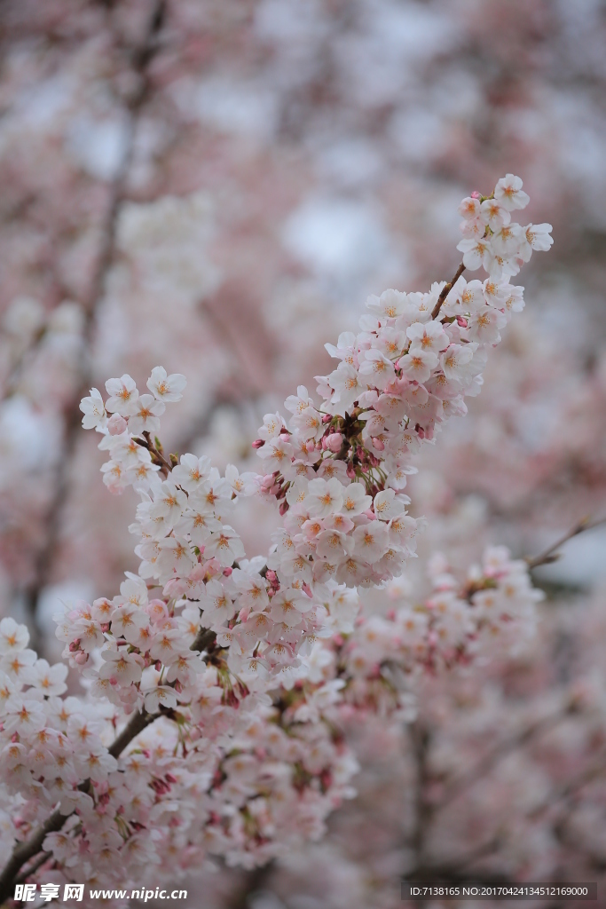 樱花