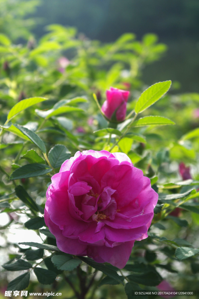 玫瑰花