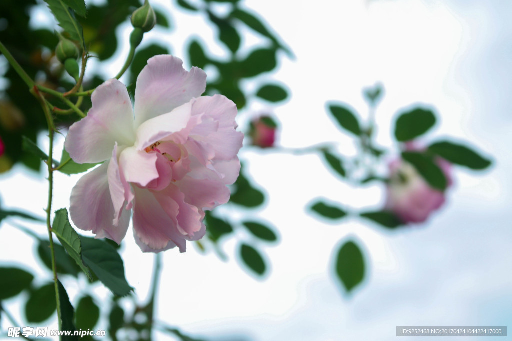 蔷薇花