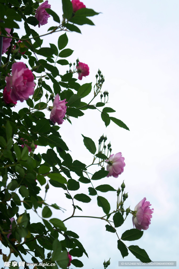 蔷薇花