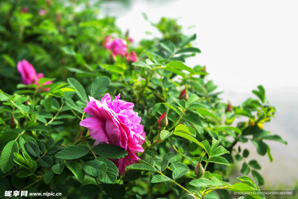 玫瑰花