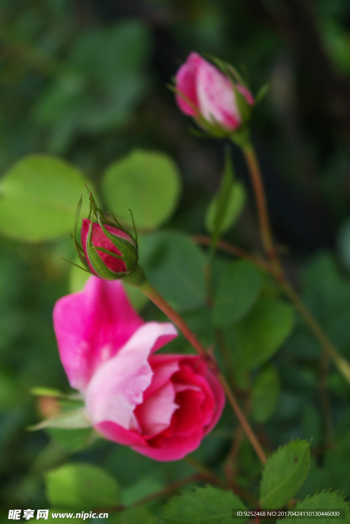 玫瑰花