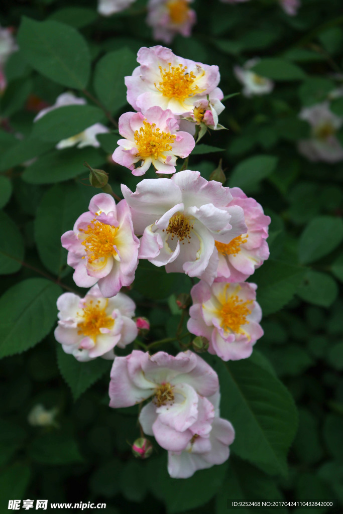 蔷薇花