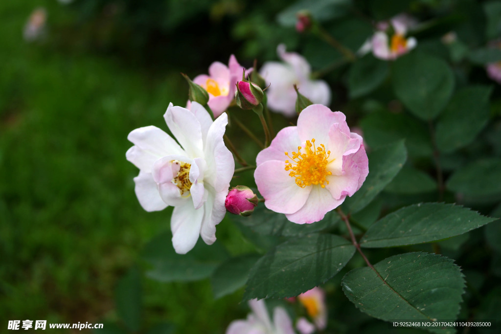 蔷薇花