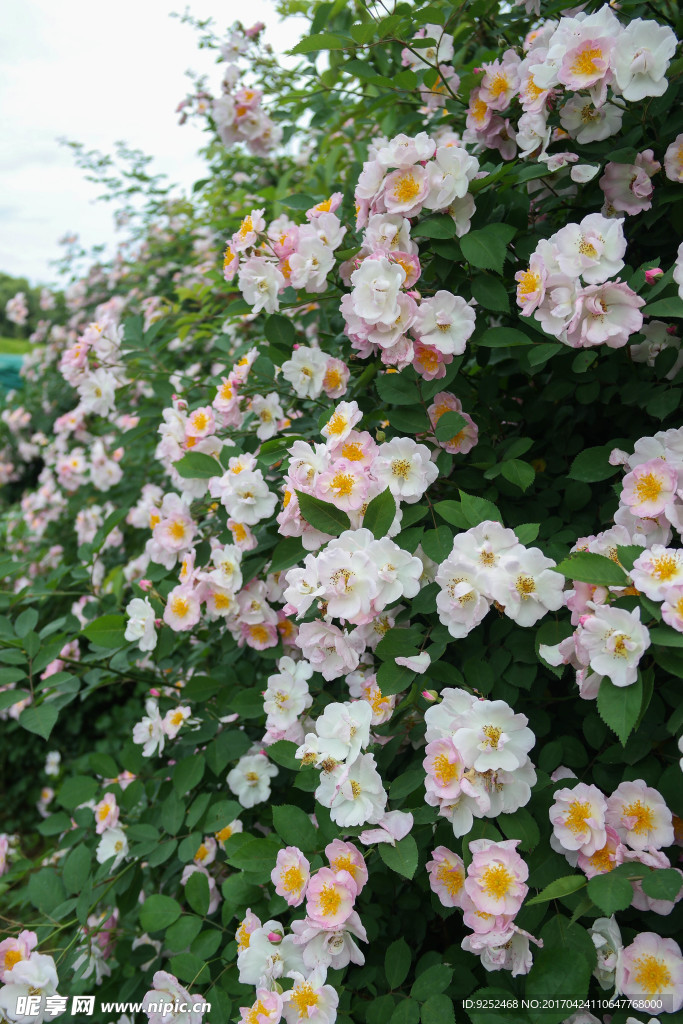 蔷薇花