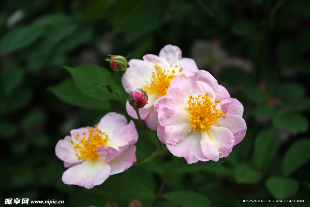 蔷薇花