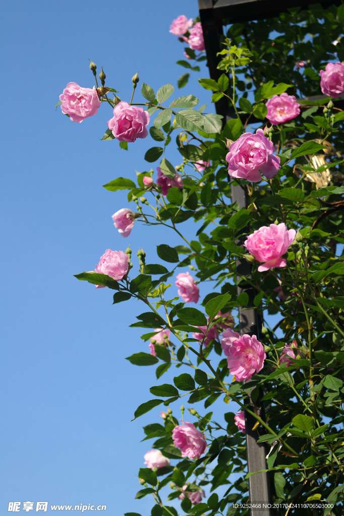 蔷薇花