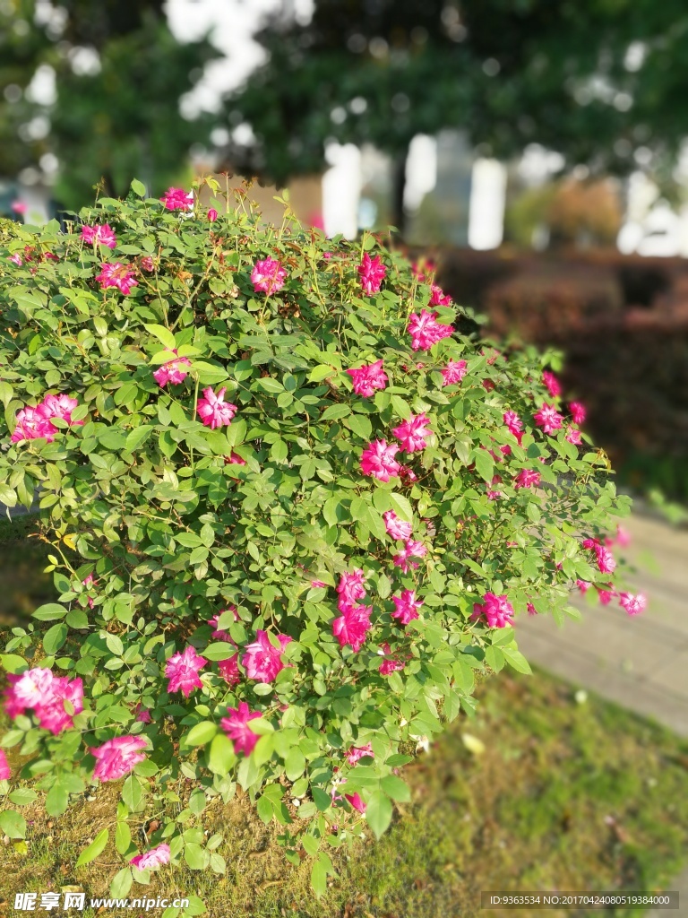 花