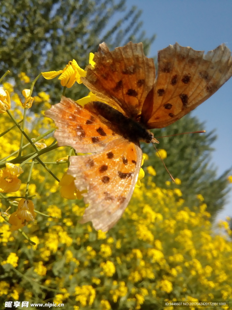 油菜花