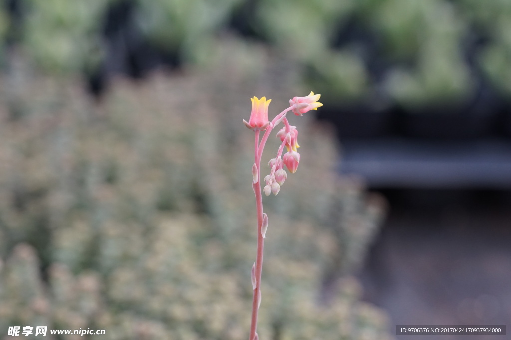 高清多肉花卉 花剑