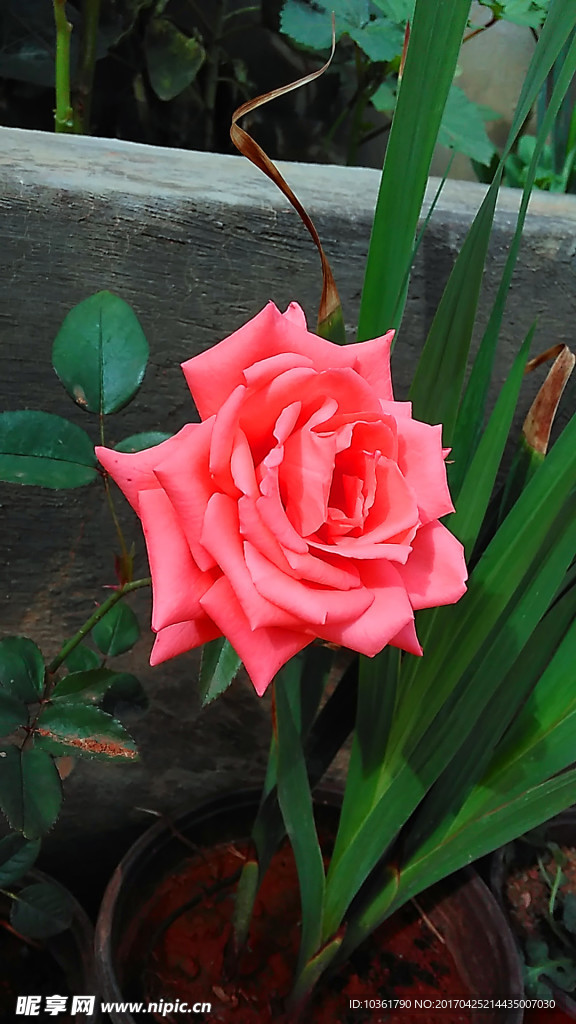 月季花