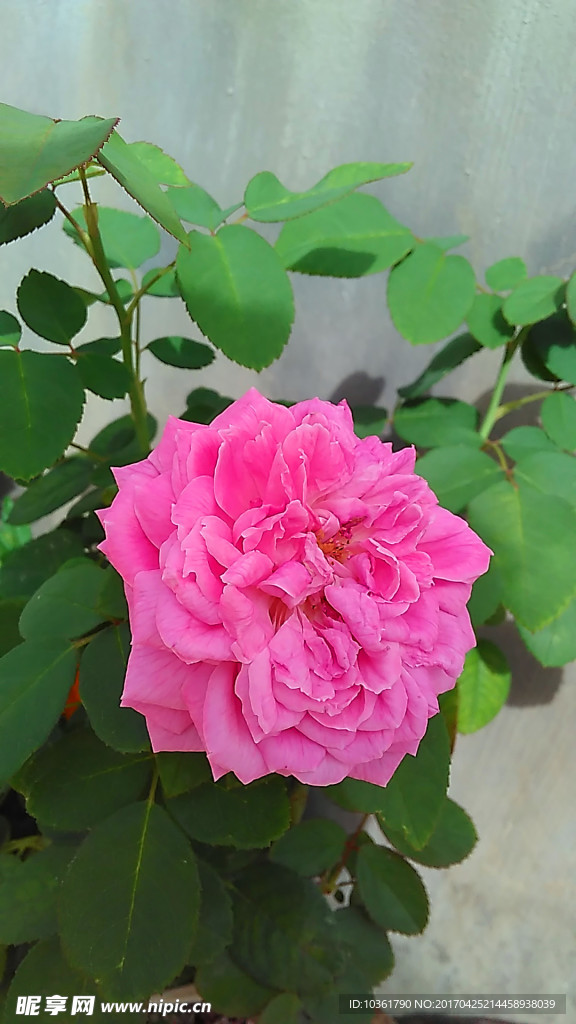 月季花
