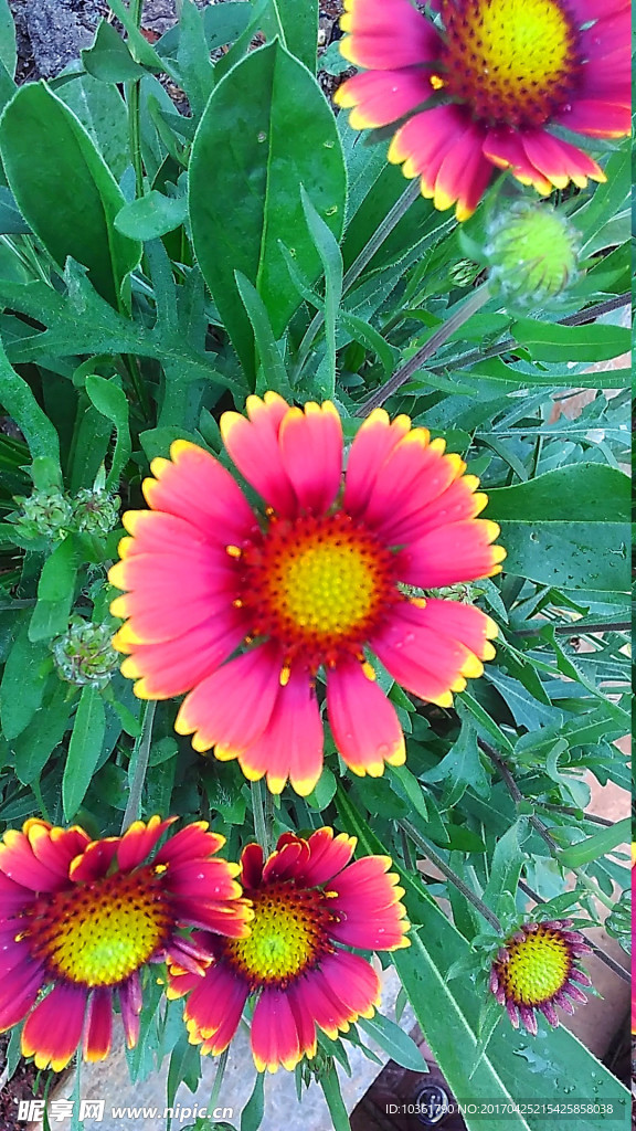 菊花