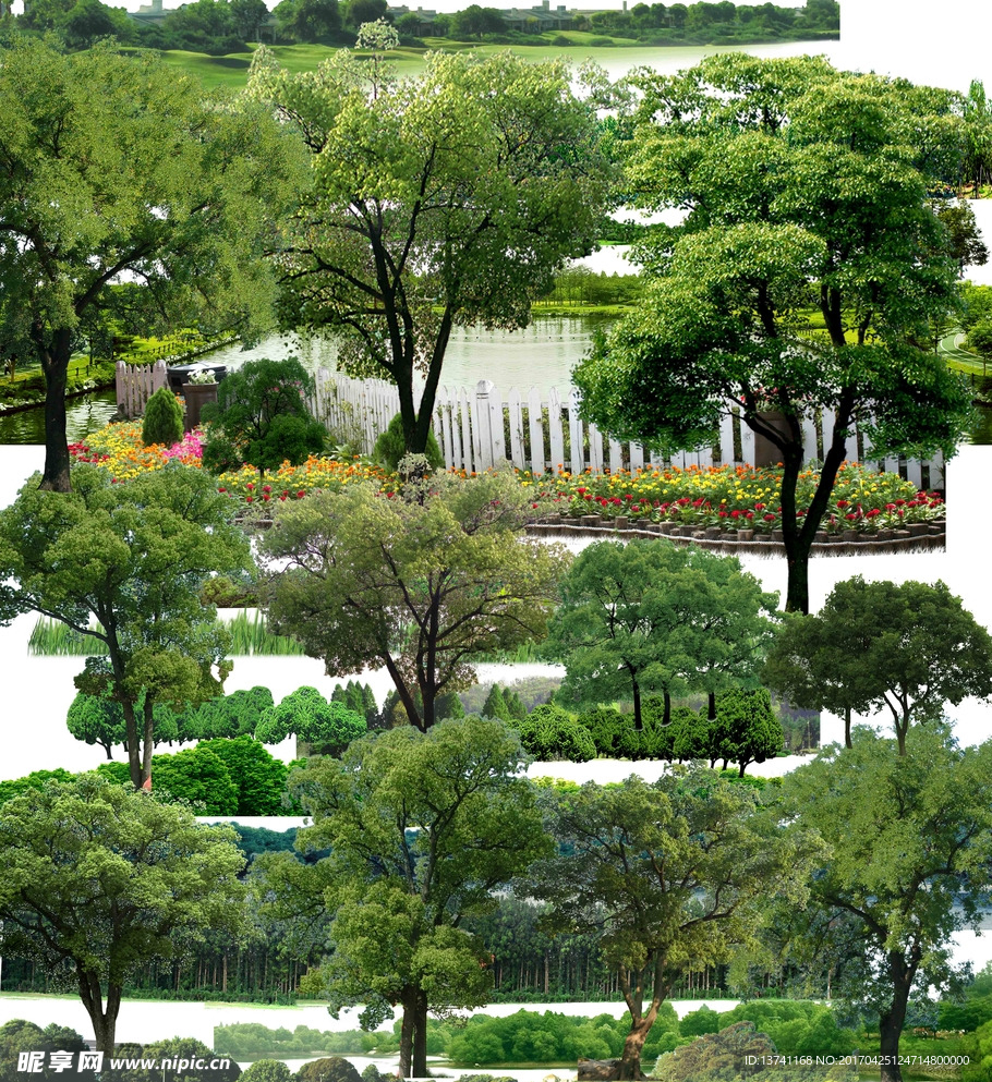 花坛 草坪 树木 森林 树林