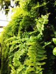 植物