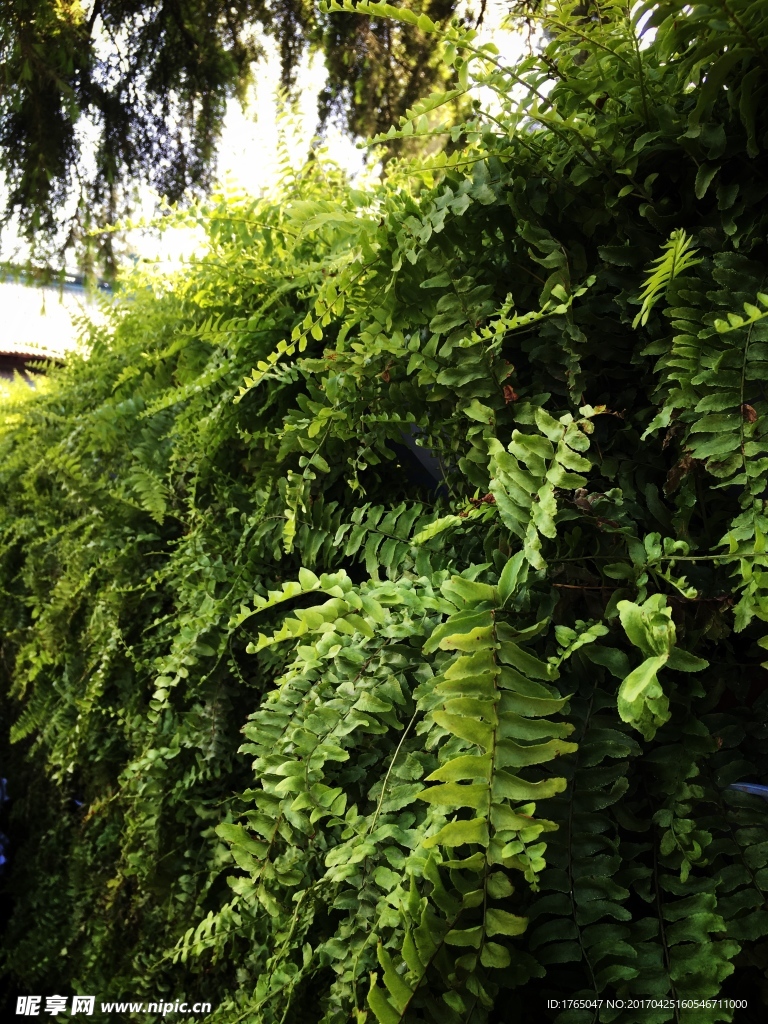植物