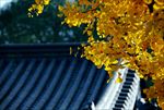 银杏树