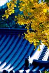 屋顶上的银杏树