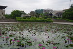 水湖莲开花