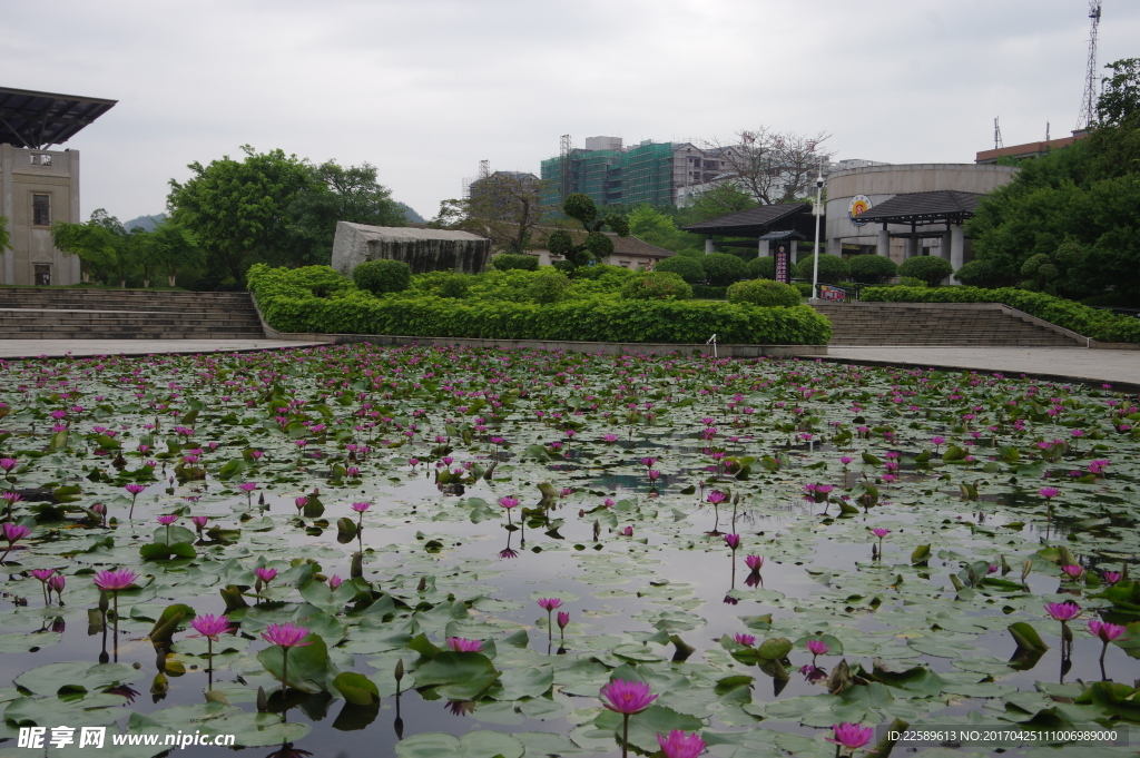 水湖莲开花