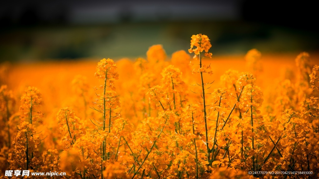 油菜花