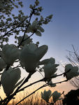 夕阳下的花