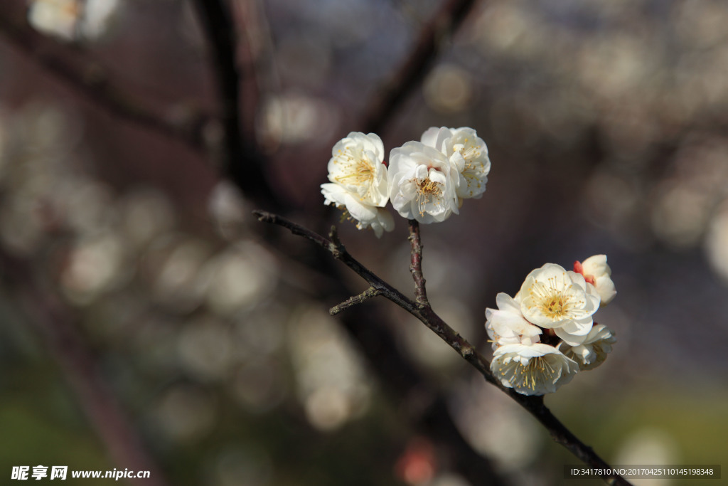 梅花