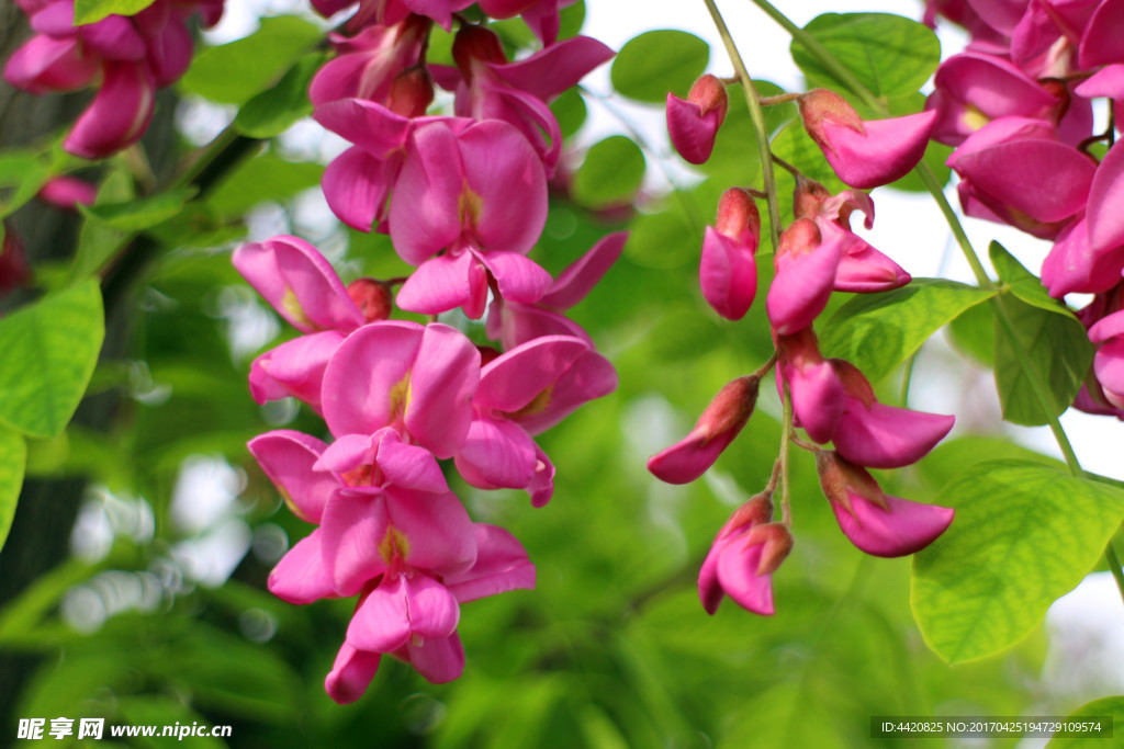 红槐花