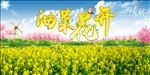 油菜花